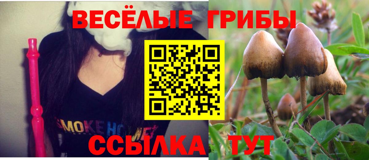 Галлюциногенные грибы прущие грибы  Вход с VPN  Баксан 